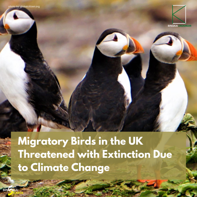 Migratory Birds in the UK Threatened with Extinction Due to Climate Change